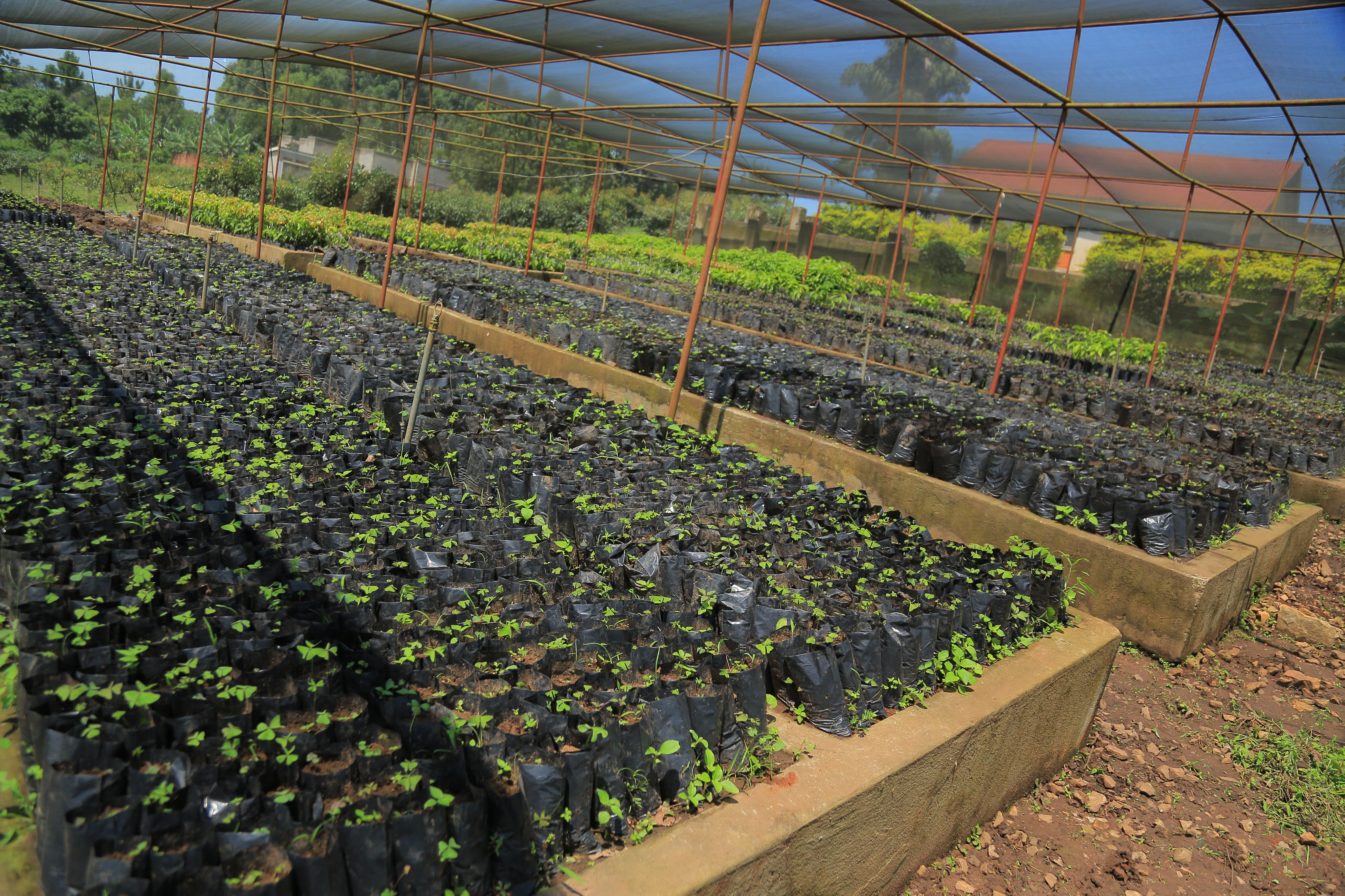 Hass Avocado nursery bed at Musubi Farm, Buntaba-Gayaza.