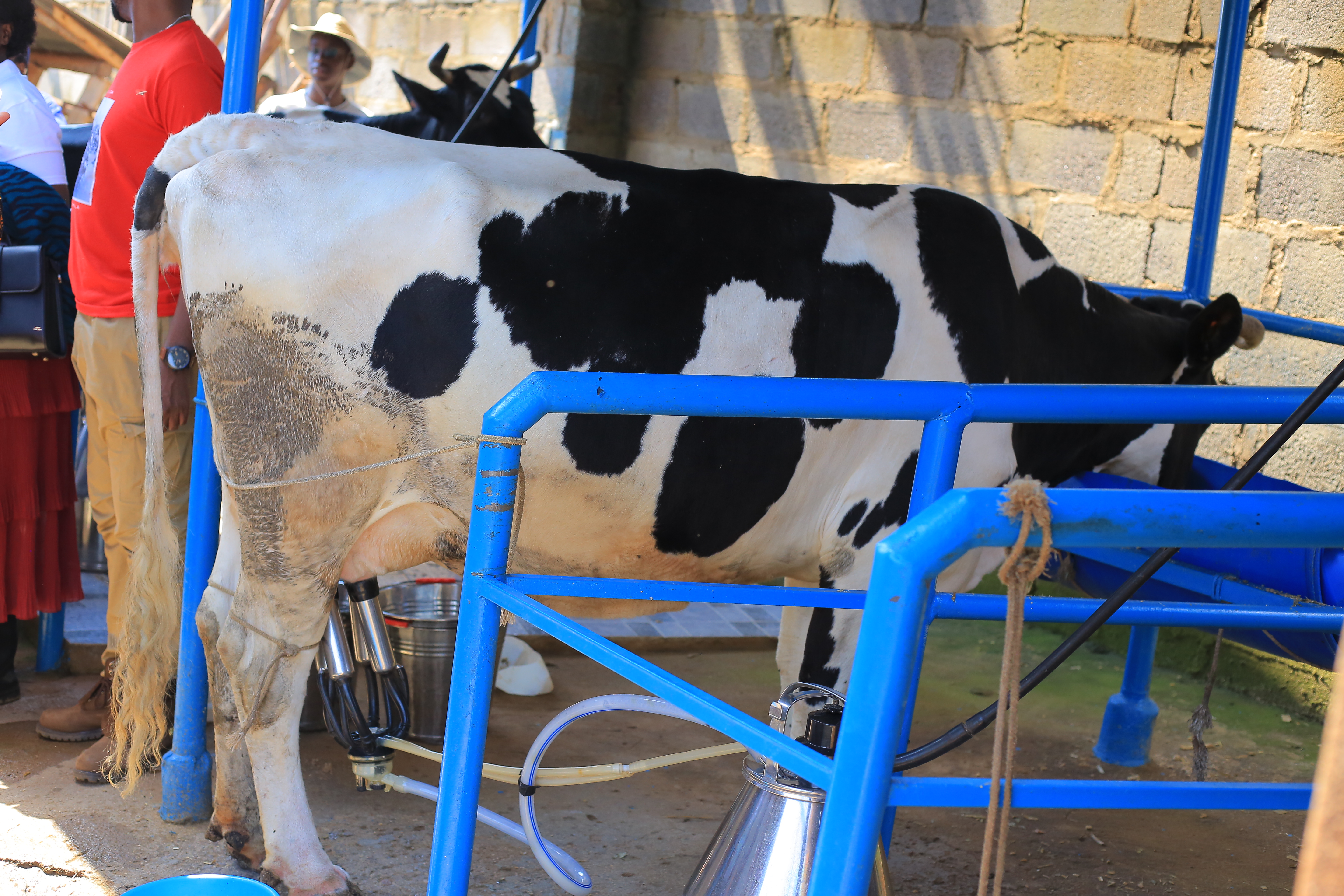 Some of the activities undertaken at Eikamiro Dairy Farm